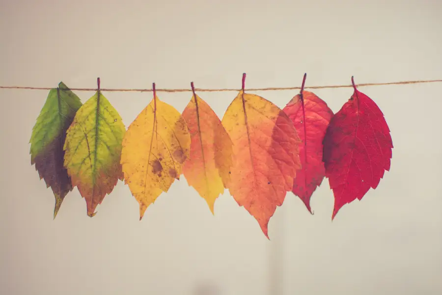 Cambiamento nella vita - foglie di vari colori