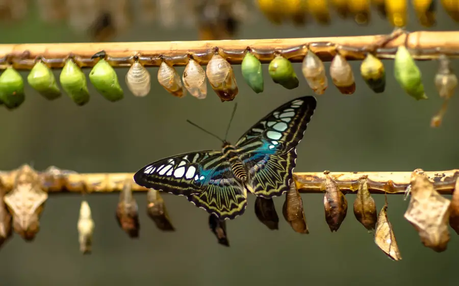Livelli cambiamento - farfalla e bruco